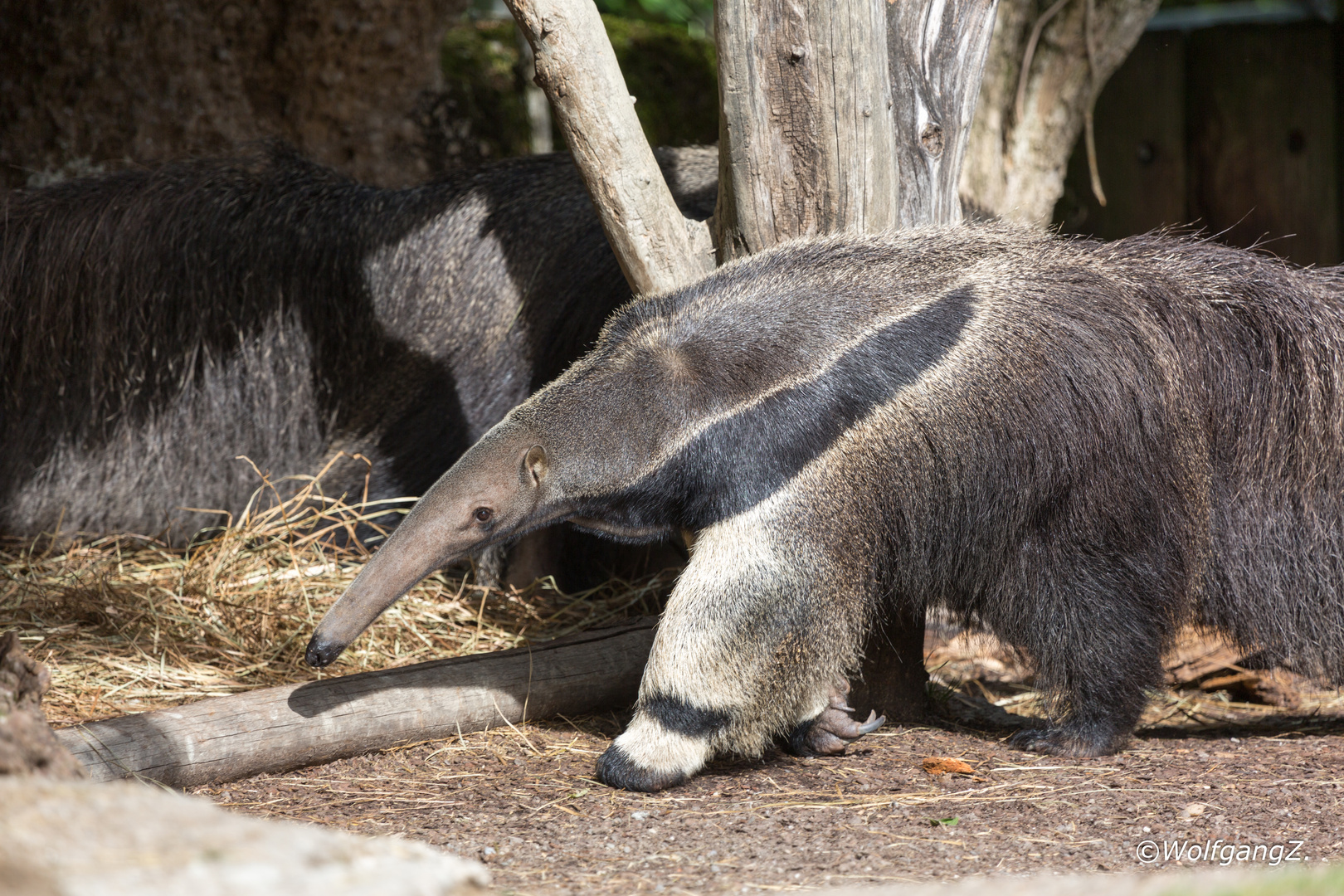 Ameisenbär