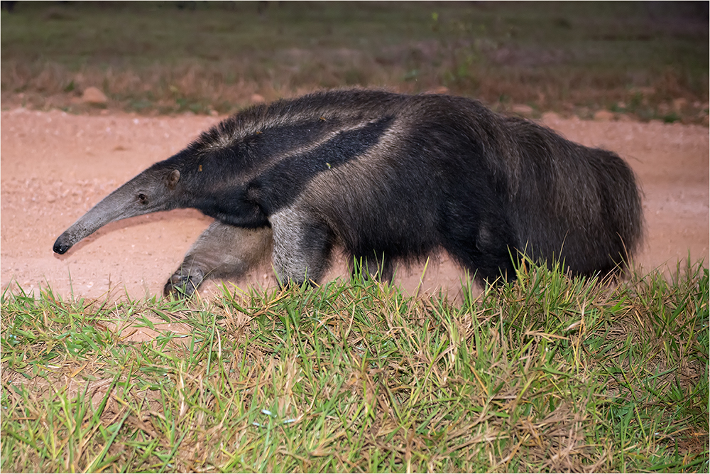 Ameisenbär