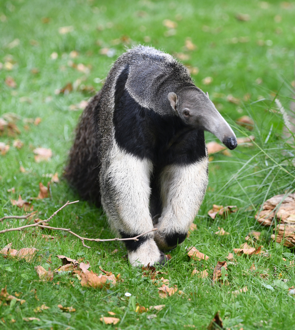 Ameisenbär