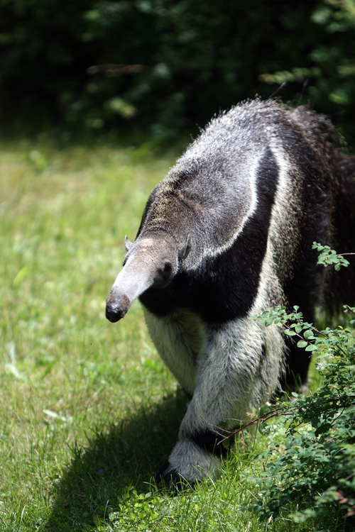 Ameisenbär