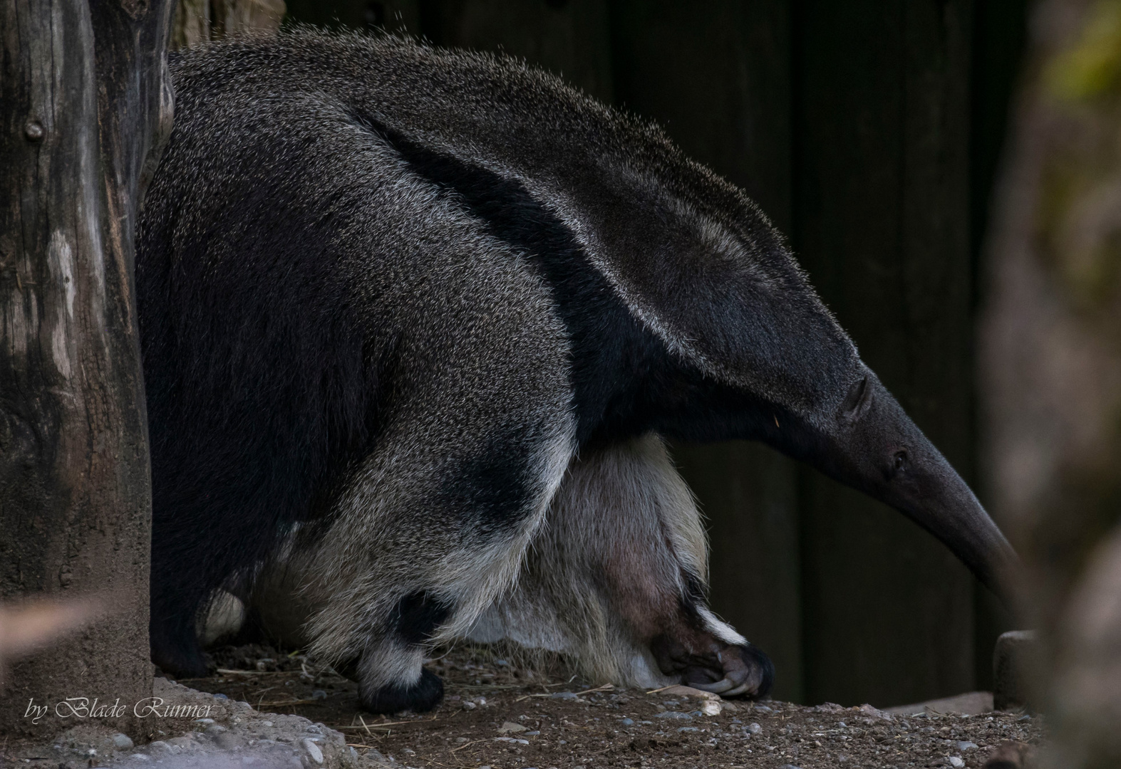Ameisenbar Foto Bild Zoo Zootiere Tierpark Bilder Auf Fotocommunity