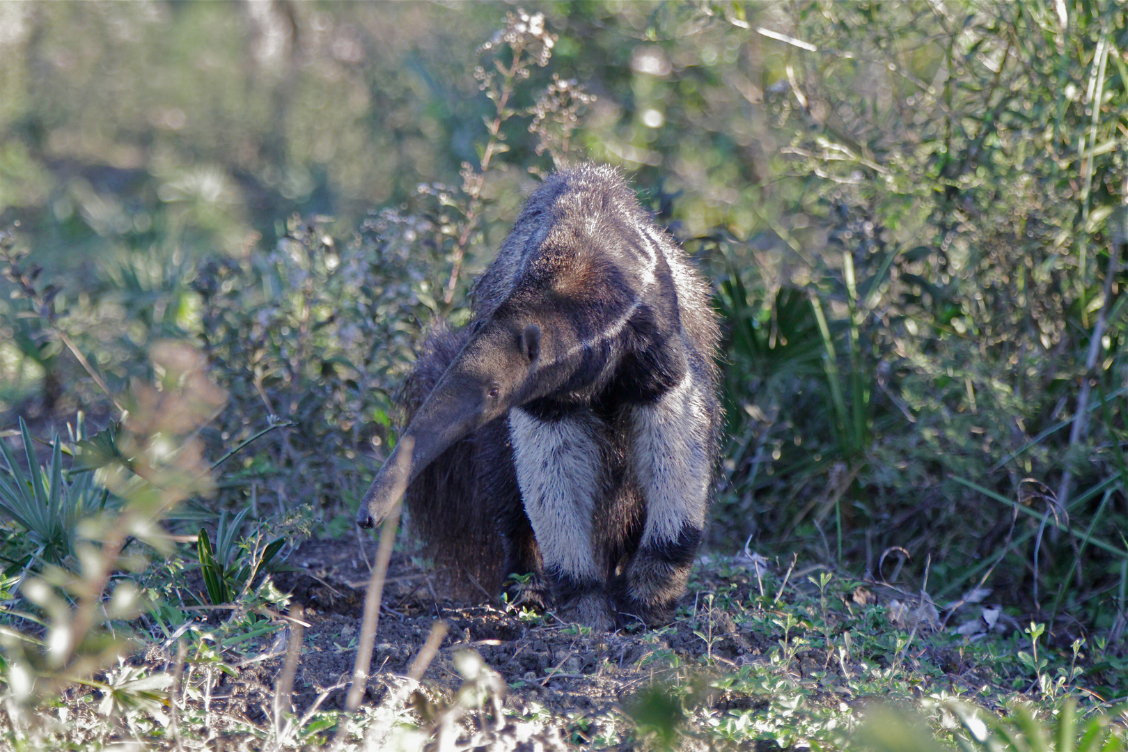 Ameisenbär