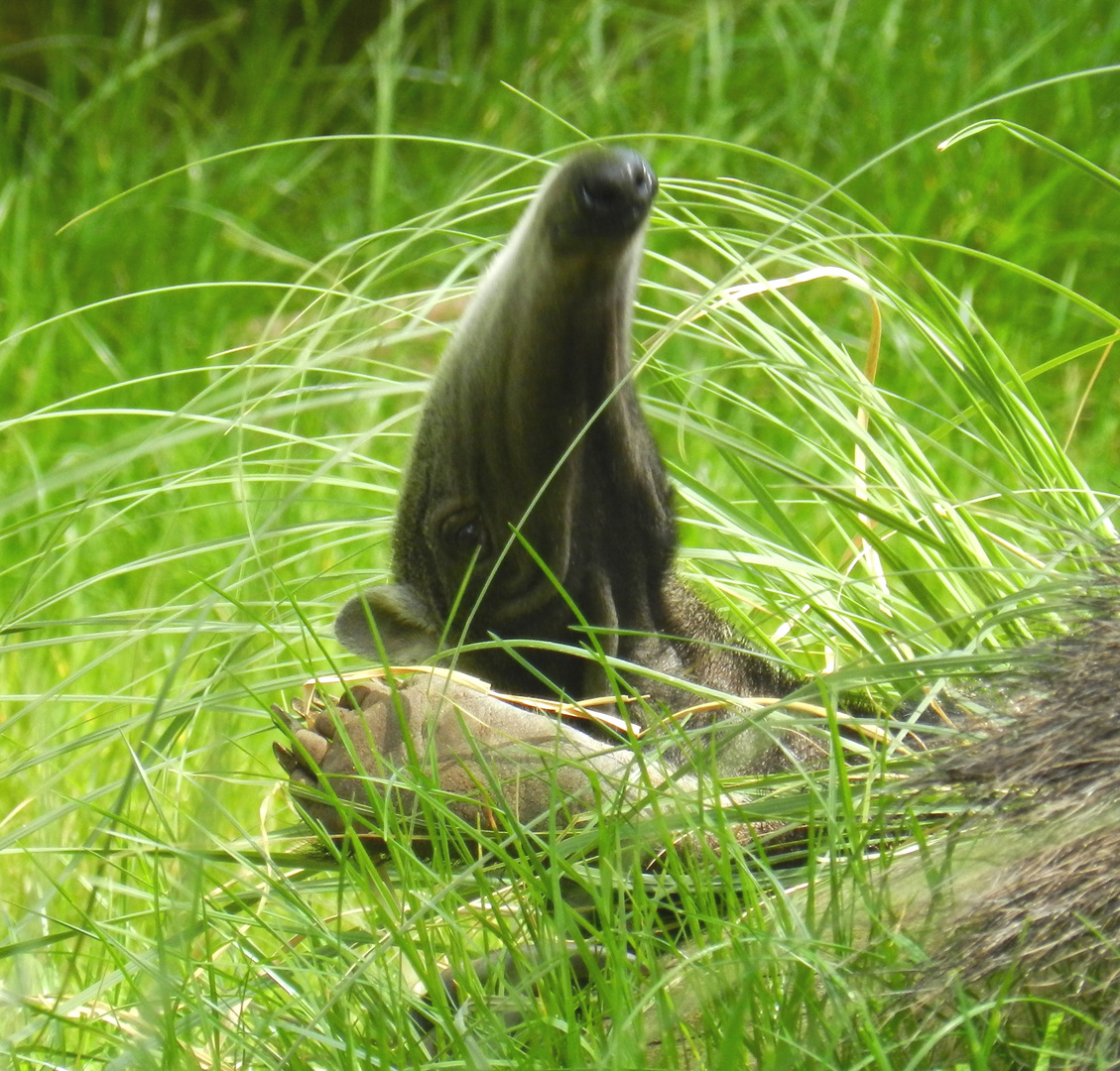 Ameisenbär im Urlaub lässt grüßen