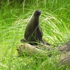 Ameisenbär im Urlaub lässt grüßen