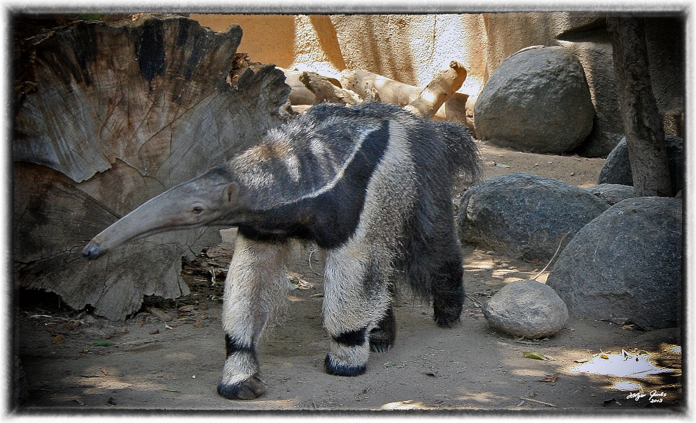 Ameisenbär im Zoo San Diego