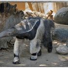 Ameisenbär im Zoo San Diego