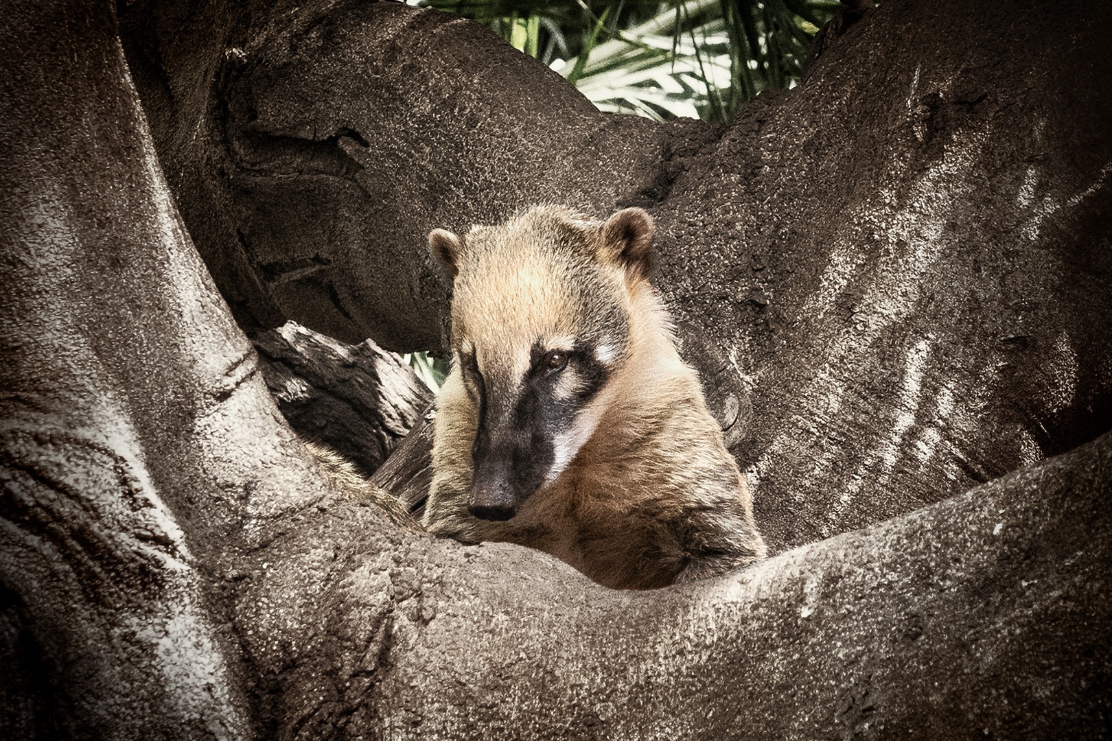 Ameisenbär in seinem Bau