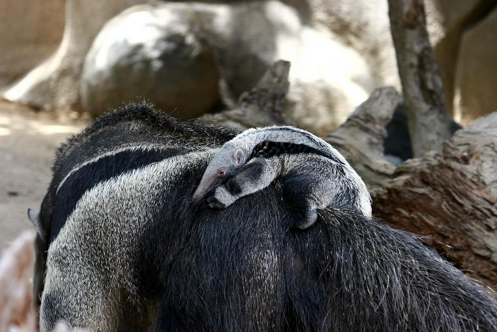 Ameisenbär mit Jungem in San Diego