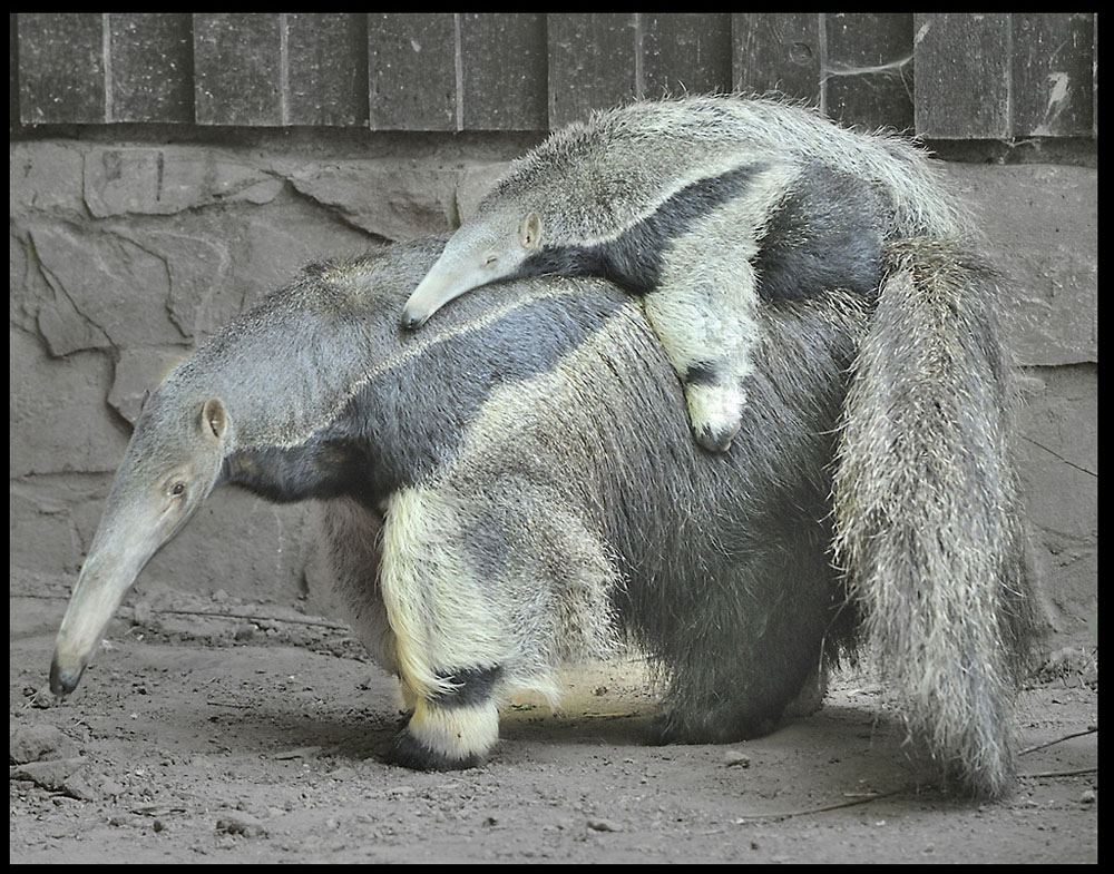 Ameisenbär mit Junges