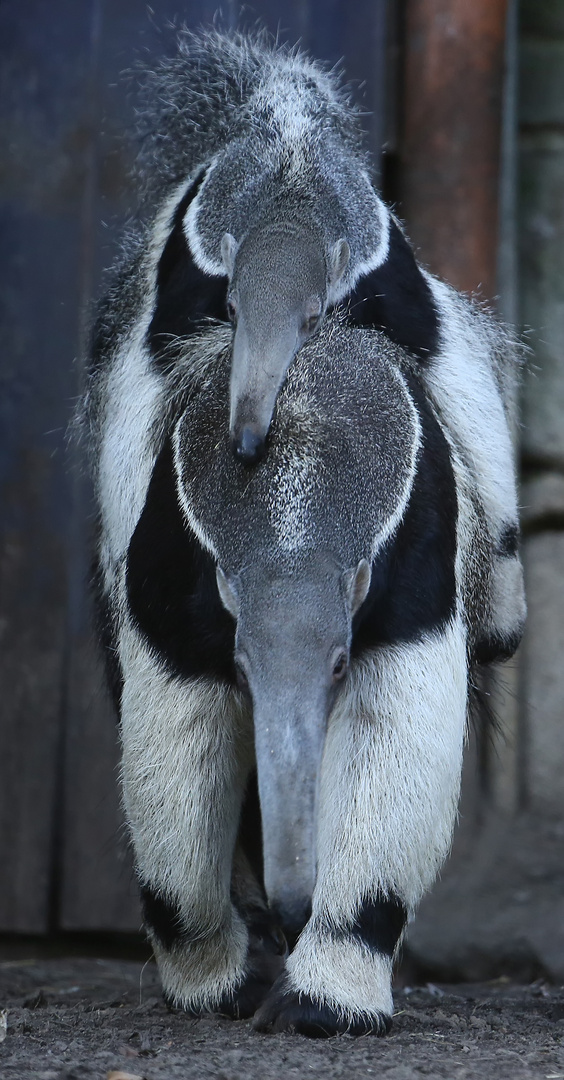 Ameisenbär mit Jungtier 