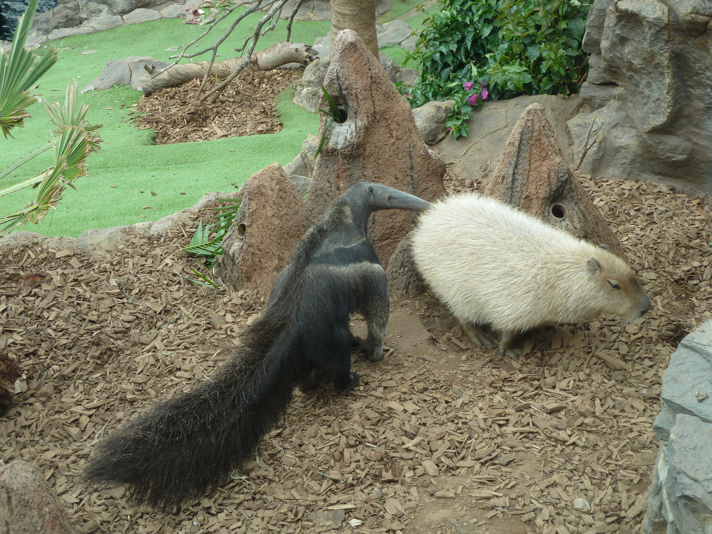 Ameisenbär und Wasserschwein