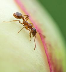 Ameisenbesuch auf der Pfingstrose