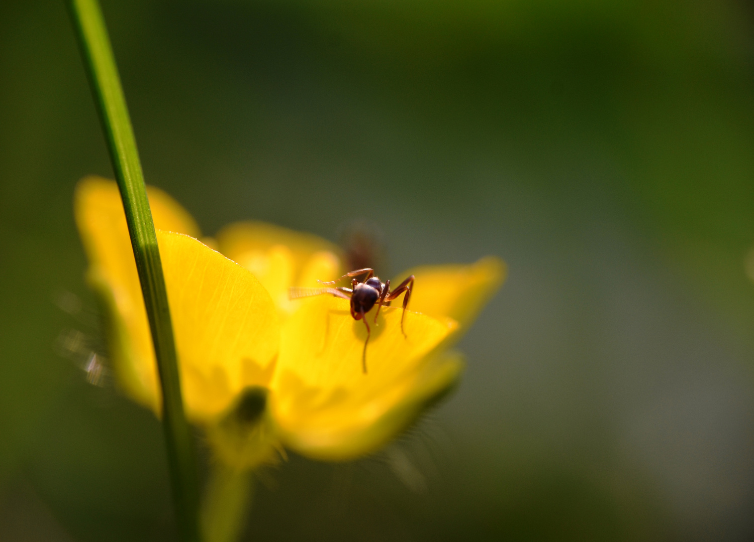 Ameisenbesuch bei der Sumpfdotterblume