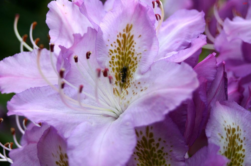 Ameisenbesuch bei Rhododendron´s