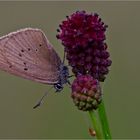 Ameisenbläuling (Glaucopsyche nausithous)