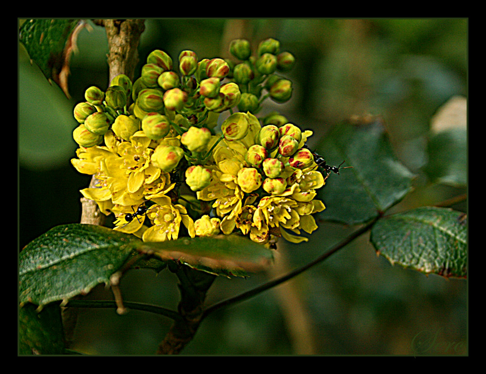 .ameisenblüte.