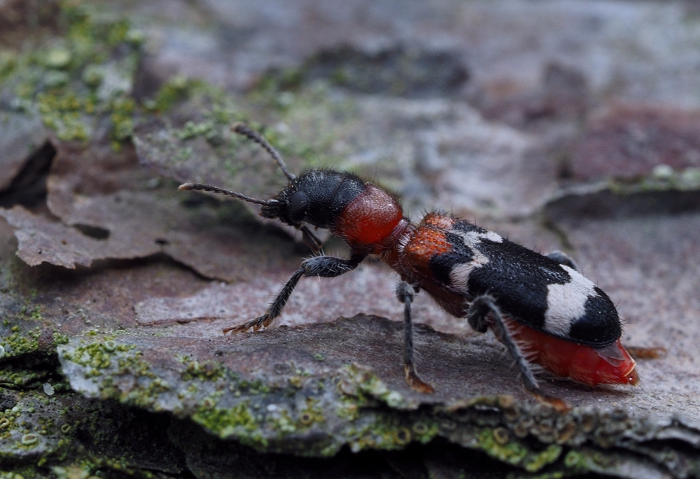 Ameisenbuntkäfer 01 (Thanasimus formicarius)