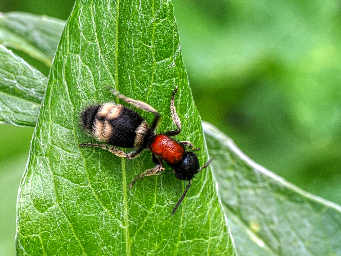 Ameisenbuntkäfer 