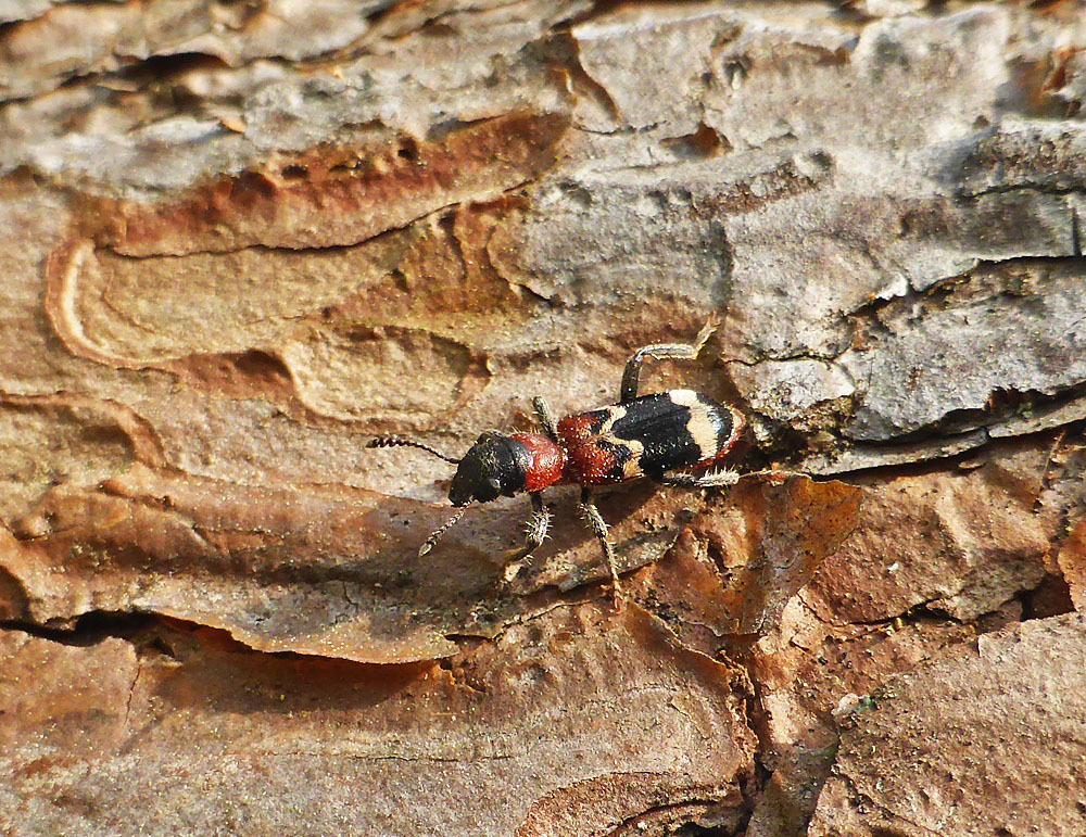 Ameisenbuntkäfer