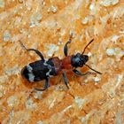 Ameisenbuntkäfer sind die wichtigsten Prädatoren der Borkenkäfer.