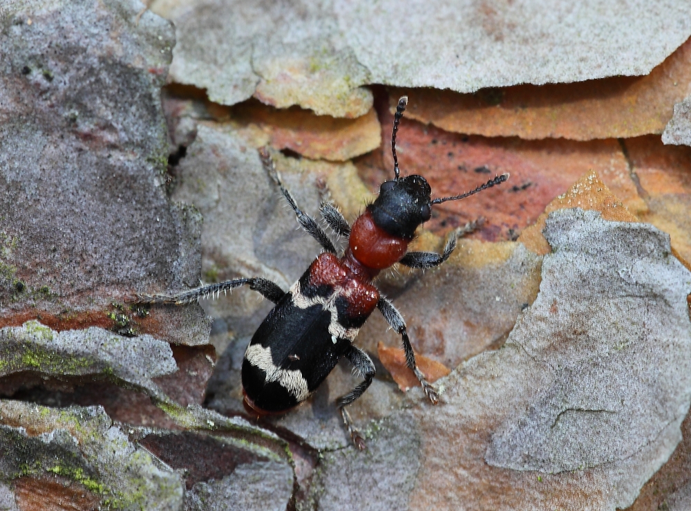 Ameisenbuntkäfer (Thanasimus formicarius)