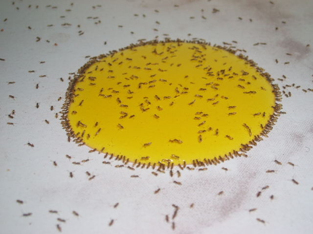 Ameisenfütterung in Goa
