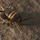 Ameisengrille - Myrmecophilus acervorum (Panzer, 1799), adultes Weibchen