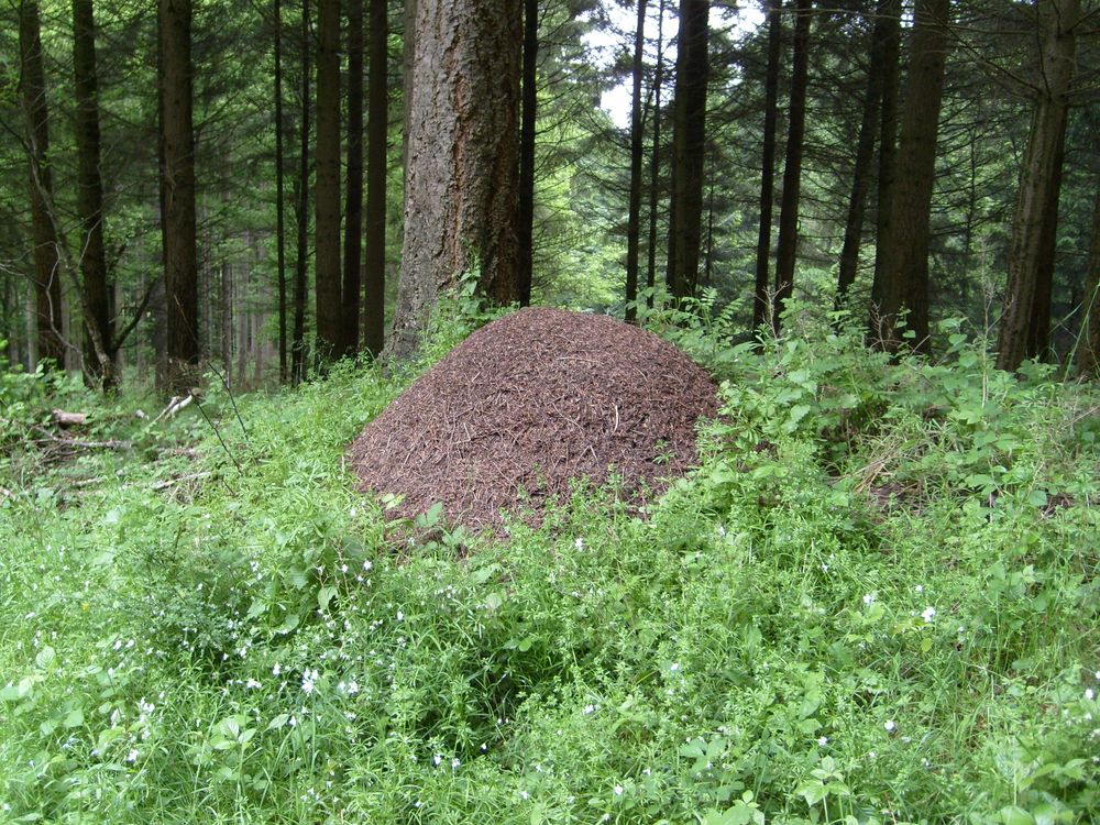 Ameisenhaufen Foto &amp; Bild | deutschland, europe, rheinland-pfalz Bilder ...