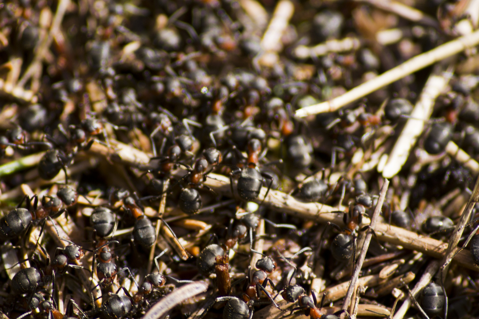 Ameisenhaufen Foto &amp; Bild | tiere, wildlife, insekten Bilder auf ...