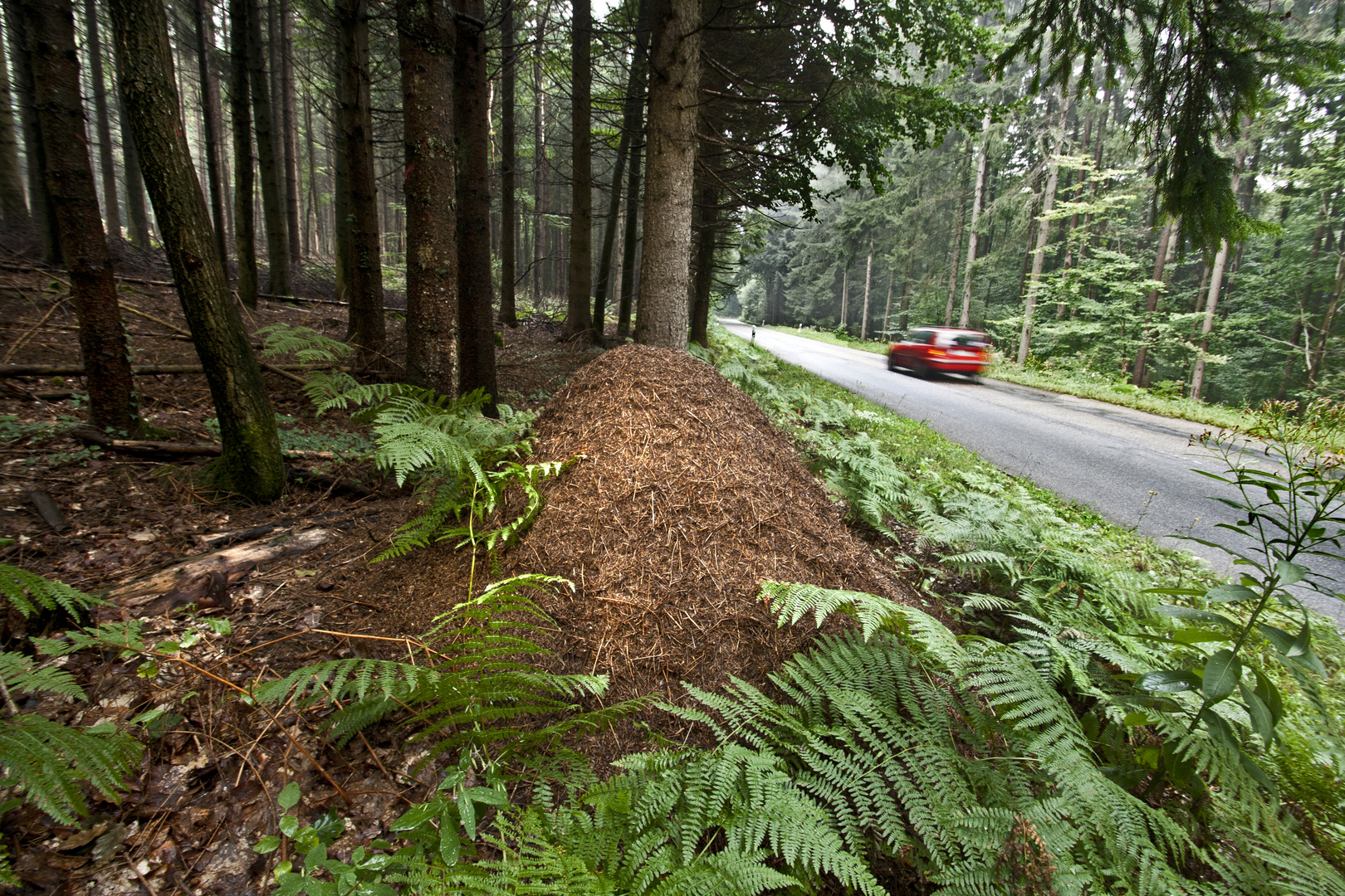 Ameisenhaufen am Straßenrand Foto &amp; Bild | natur, tiere, wildlife ...