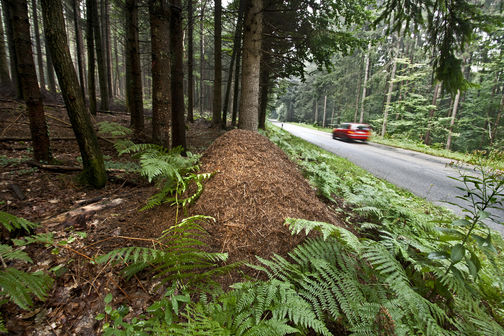 Ameisenhaufen am Straßenrand