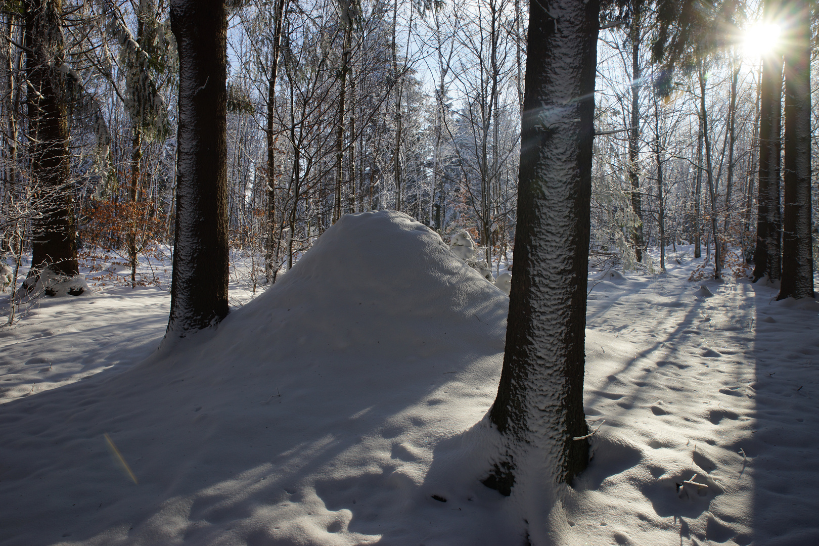 Ameisenhaufen   im Schnee