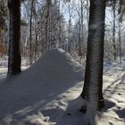 Ameisenhaufen   im Schnee