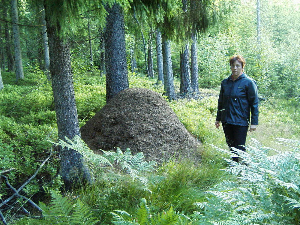 Ameisenhaufen in Schweden Foto &amp; Bild | tiere, wildlife, insekten ...