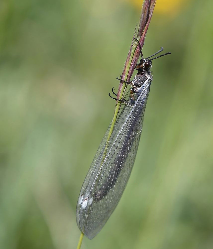 Ameisenjungfer