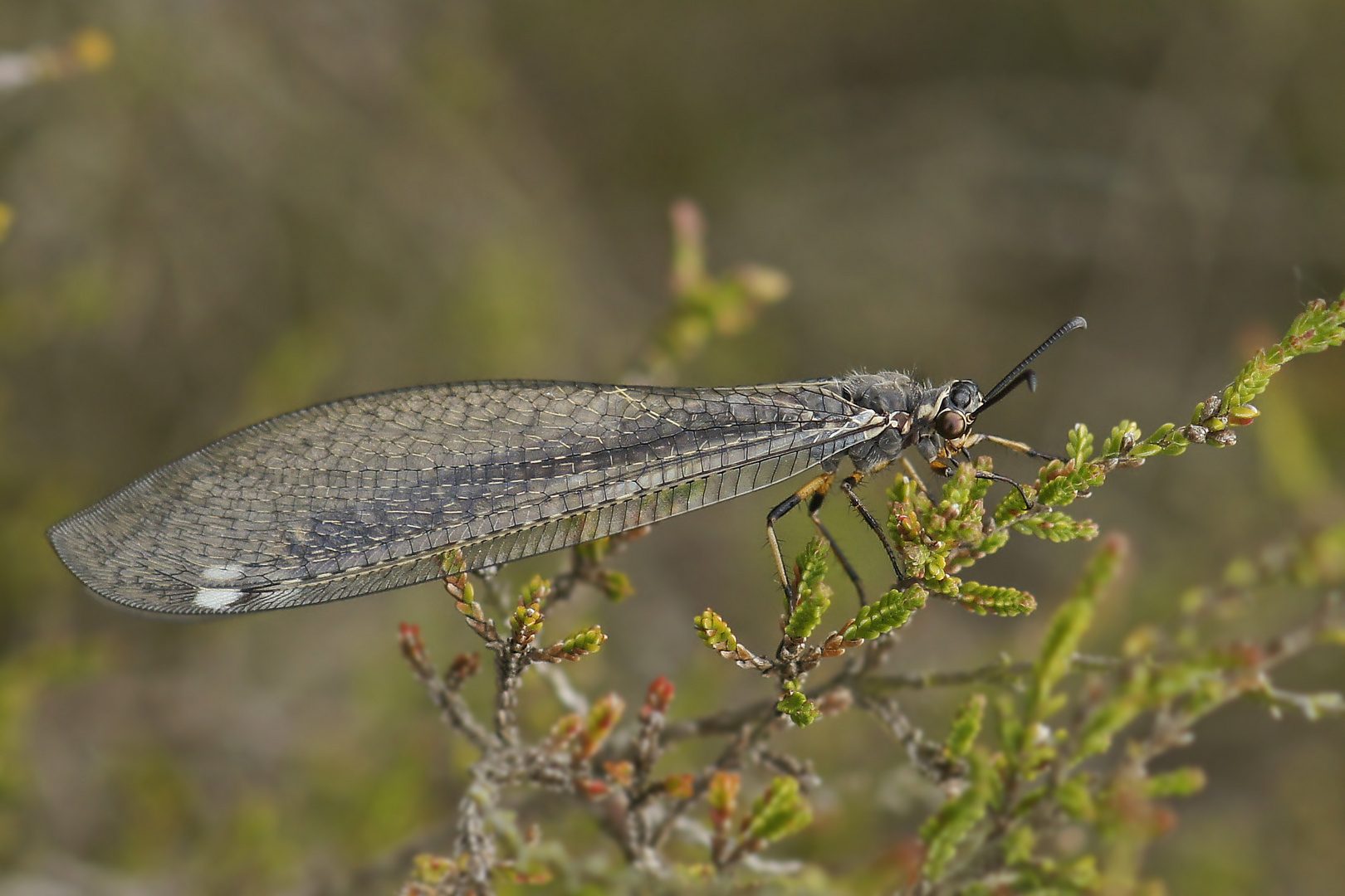 Ameisenjungfer (Myrmeleon formicarius)