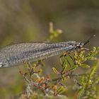 Ameisenjungfer (Myrmeleon formicarius)