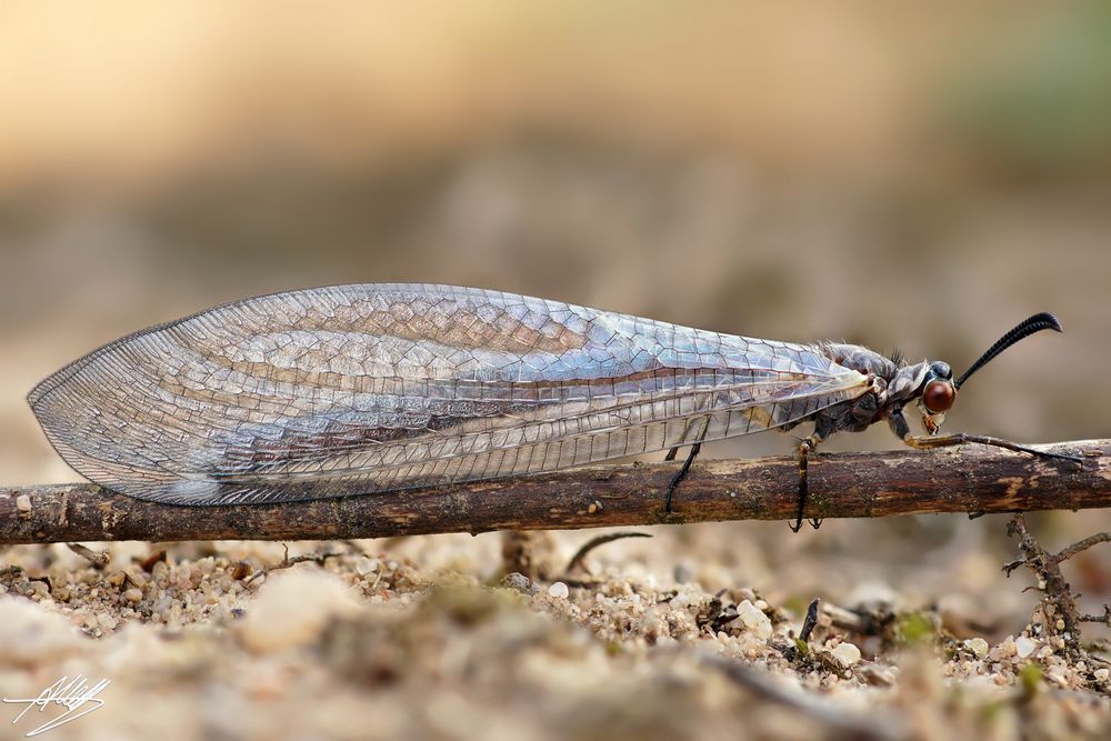 Ameisenjungfer (Myrmeleontidae)