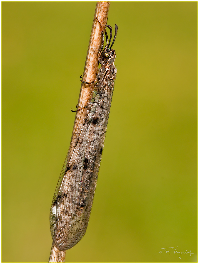 Ameisenjungfer-(Myrmeleontidae)