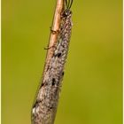 Ameisenjungfer-(Myrmeleontidae)