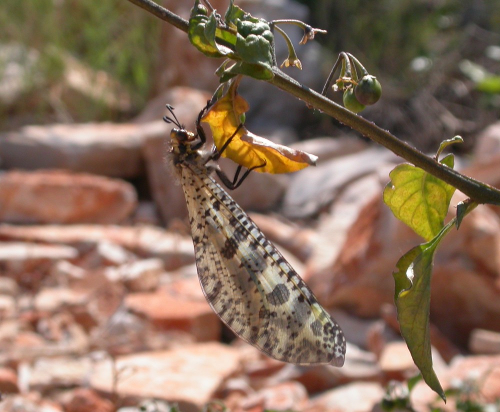 Ameisenjungfer [Palpares libelluloides]