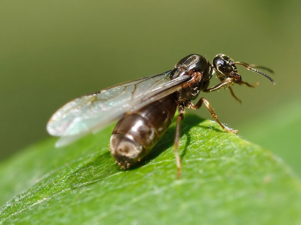 ameisenkönigin Foto & Bild | tiere, wildlife, insekten Bilder auf ...