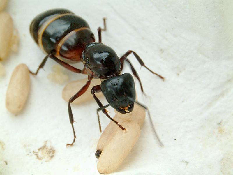 Ameisenkönigin bei Brutpflege