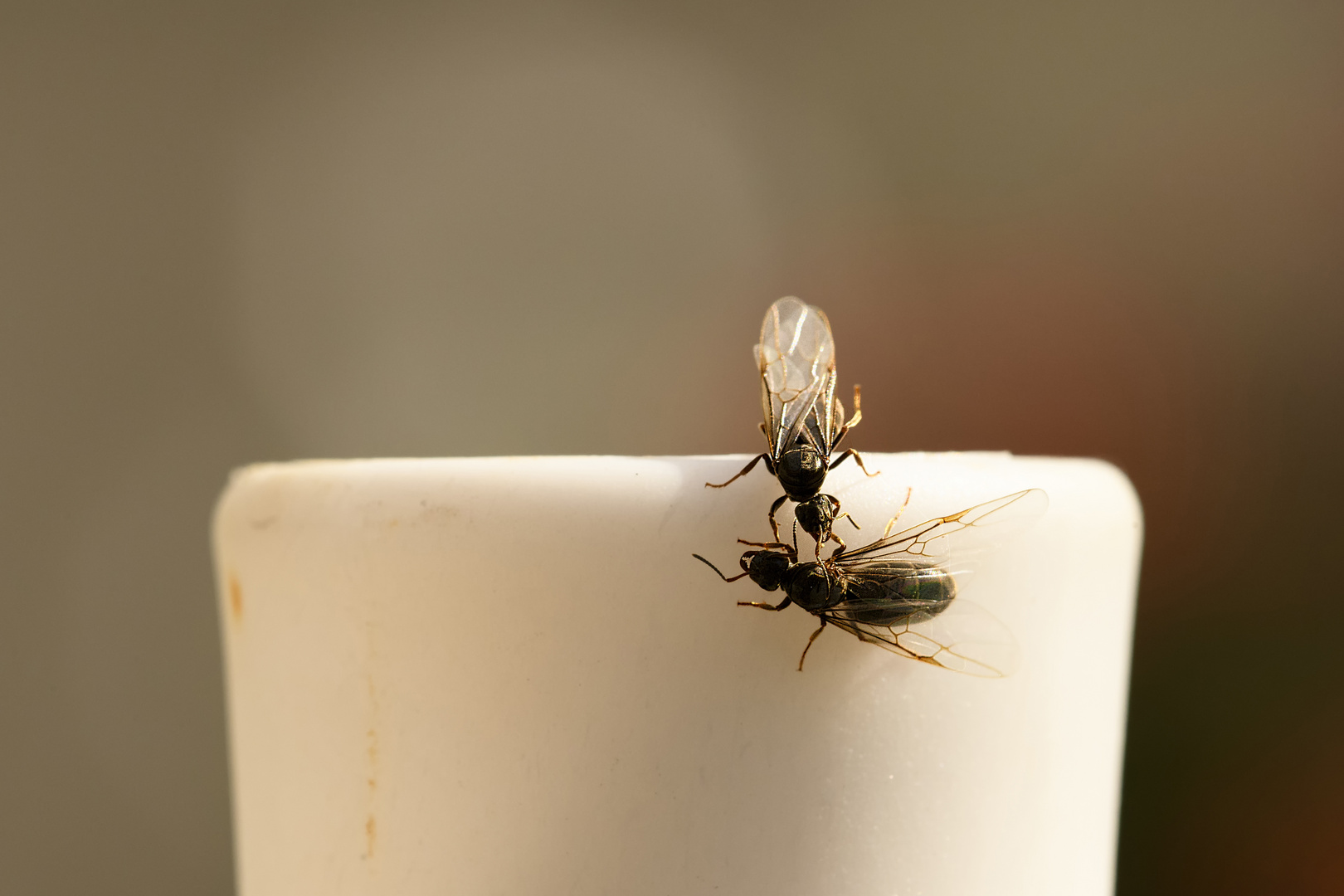 Ameisenköniginnen unter sich Foto & Bild | natur, insekten, tiere ...