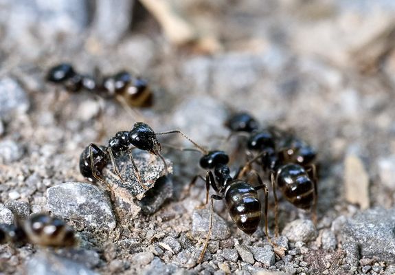 Ameisenkonferenz