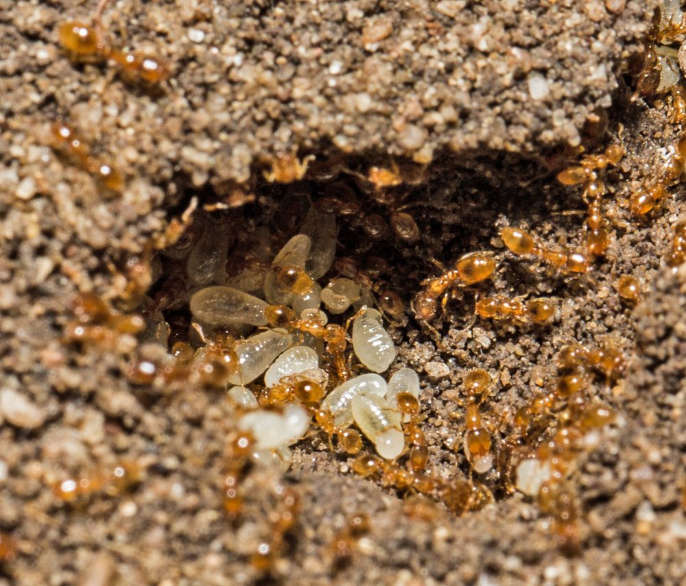 Ameisenlarven (III) gelber Ameisen