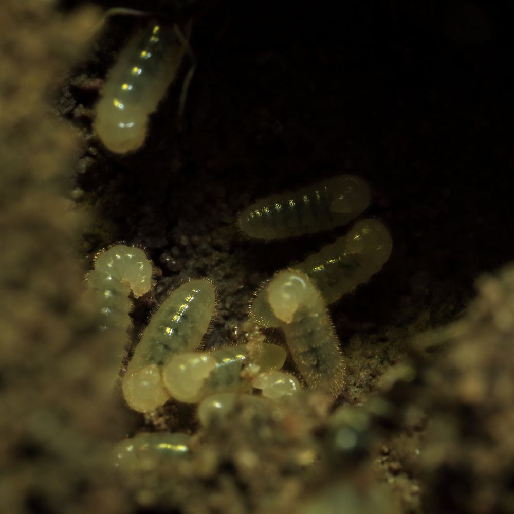 Ameisenlarven (IV) brauner Ameisen