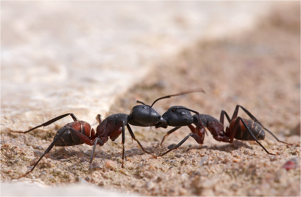 Ameisenliebe