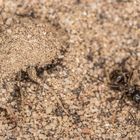 Ameisenlöwe auf der Jagd