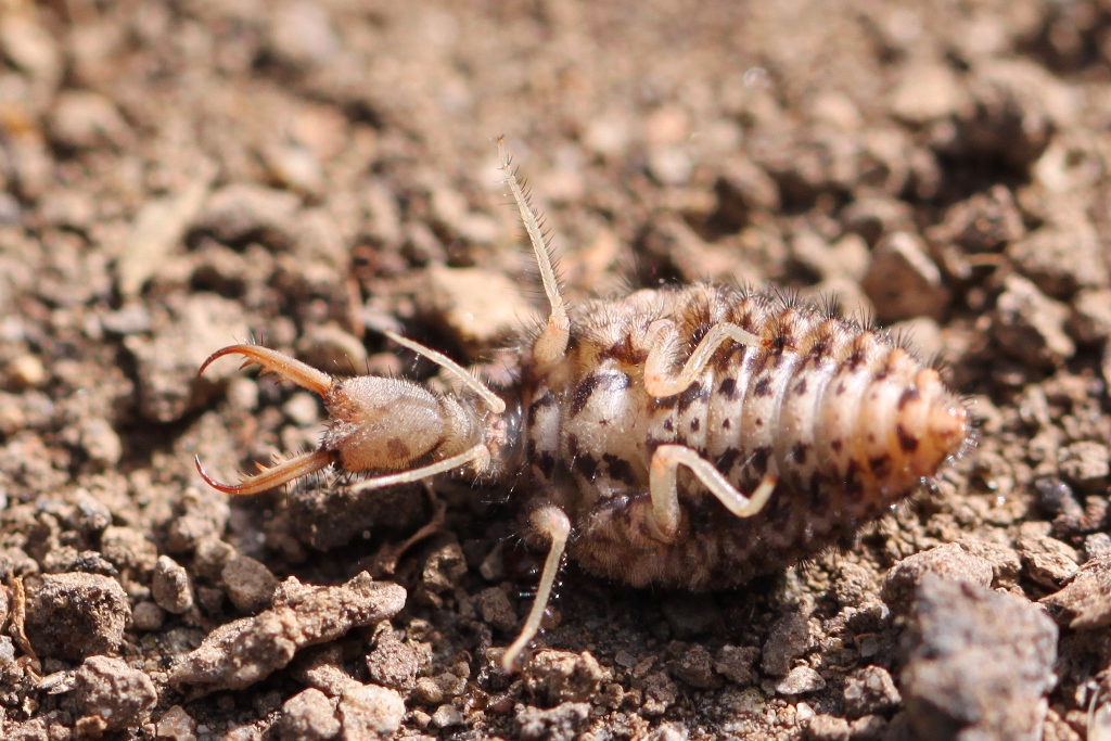 Ameisenlöwe Foto & Bild tiere, wildlife, insekten Bilder auf